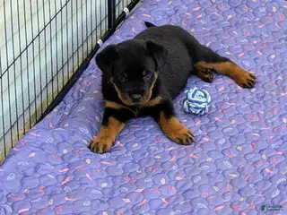 Rottweiler dogs Merlot - Ad 12