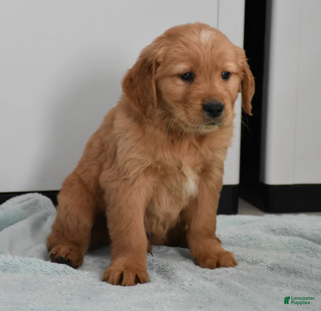 Golden Retriever dogs for sale: Sawyer   Genetic/OFA  - Ad 1
