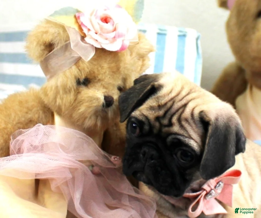 Pug dogs for sale: Pug Puppy 1 - Ad 2