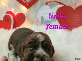 English Springer Spaniel dogs Linda - Ad 33