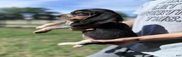 Beagle dogs for sale: Nadia 💛 - Ad 2