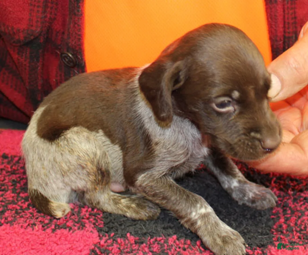 German Shorthaired Pointer dogs for sale: German Shorthaired Pointer Puppy 6 - Ad 1