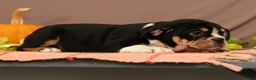 Beabull dogs for sale: Willow - Ad 5