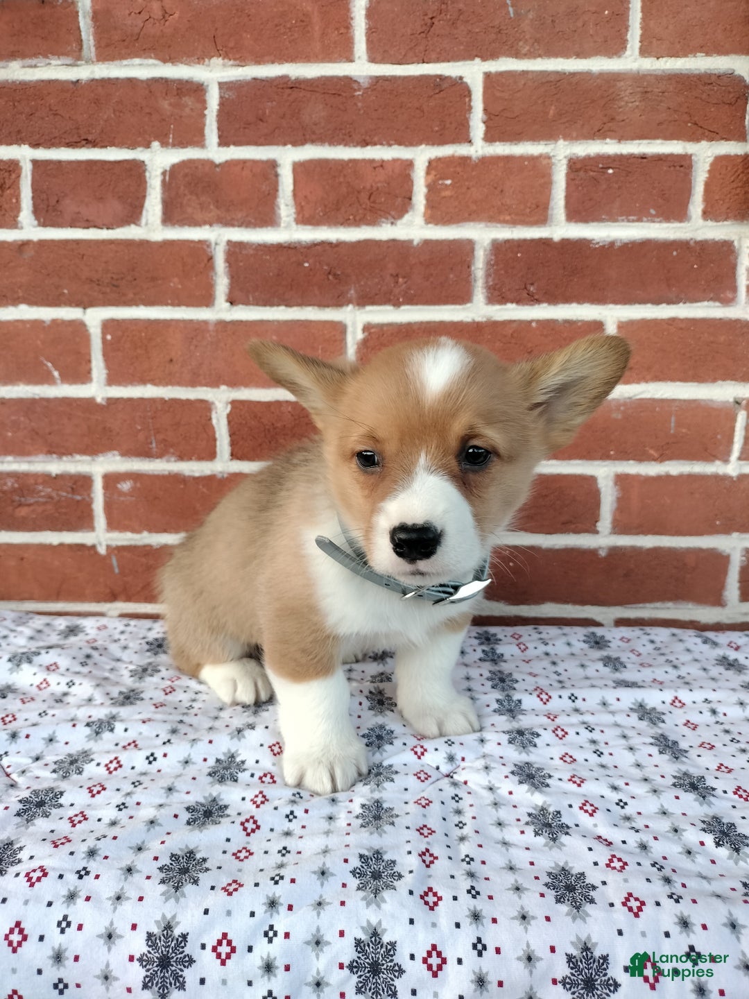 Welsh Corgi Pembroke dogs for sale: Miles - Ad 1