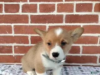 Welsh Corgi Pembroke dogs Miles - Ad 9