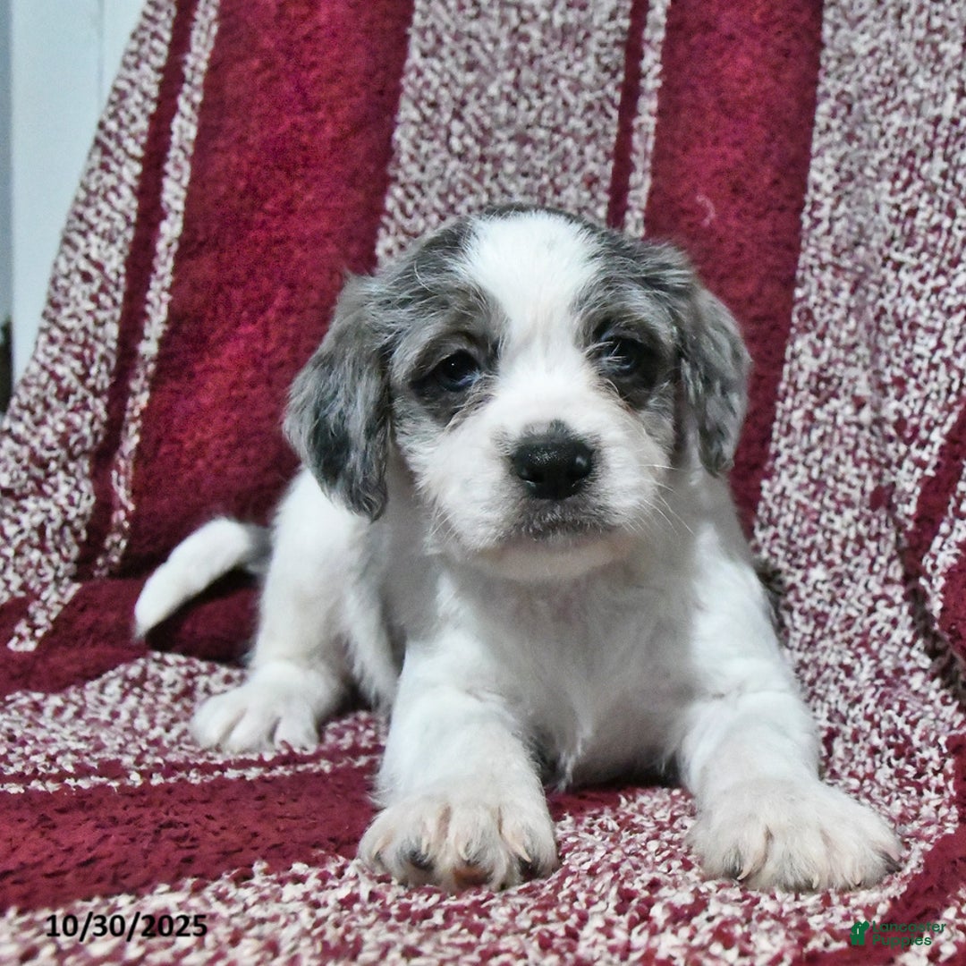 Mixed Breed dogs for sale: Buckeye - Ad 6