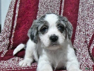 Mixed Breed dogs Buckeye - Ad 36