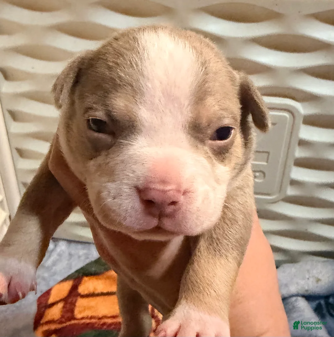 American Bully dogs for sale: Lilac Tri male  - Ad 2