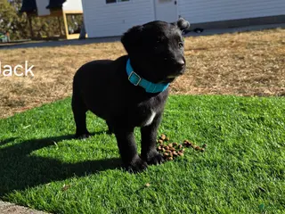 Mixed Breed dogs for sale: Jack - Ad 2