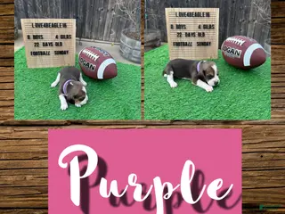 Beagle dogs Beagle Puppy 11 - Ad 21