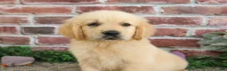 Golden Retriever dogs for sale: Giana - Ad 3
