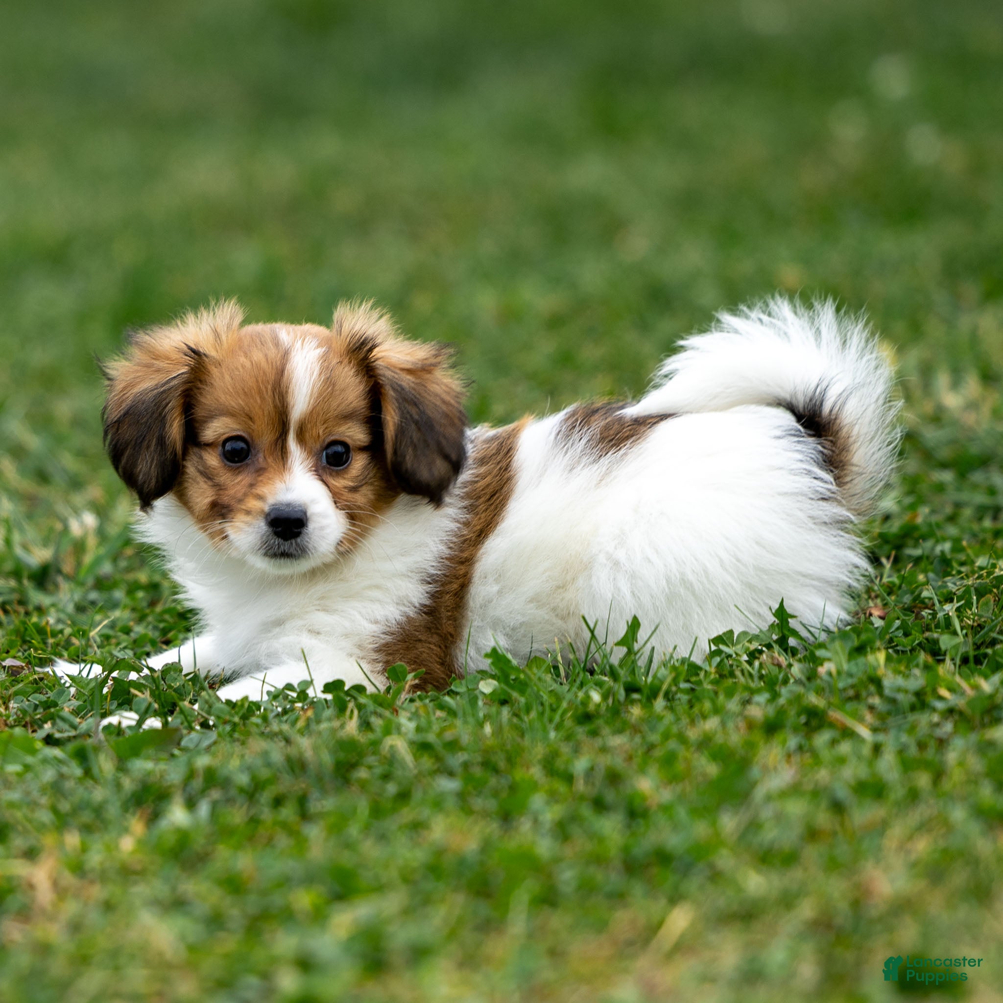 Papillon dogs Rainbow - Ad 3