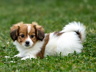 Papillon dogs Rainbow - Ad 3