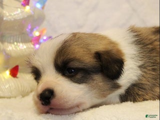 Welsh Corgi Pembroke dogs Prancer Genetically CLEAR - Ad 27