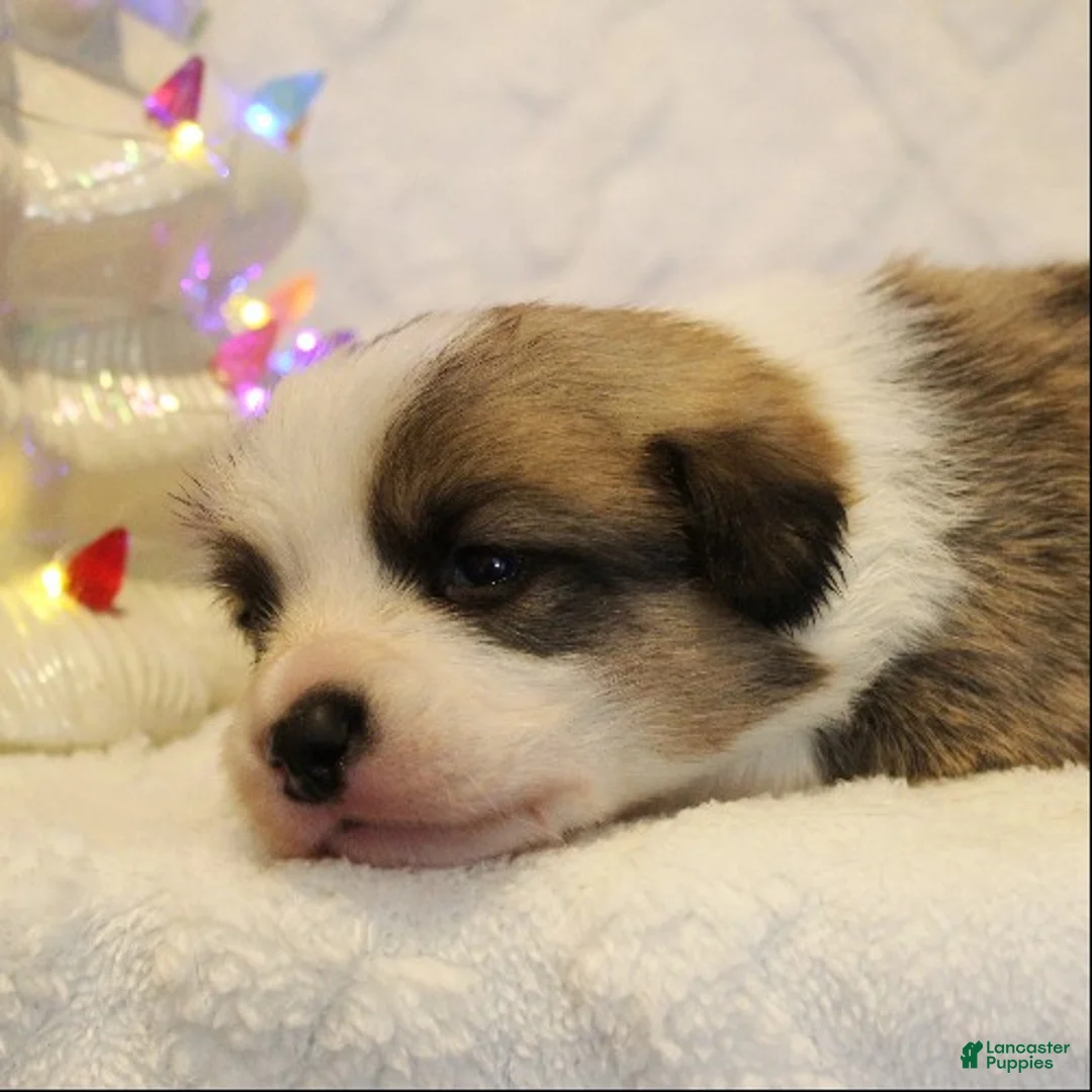 Welsh Corgi Pembroke dogs for sale: Elsa Genetically CLEAR - Ad 21