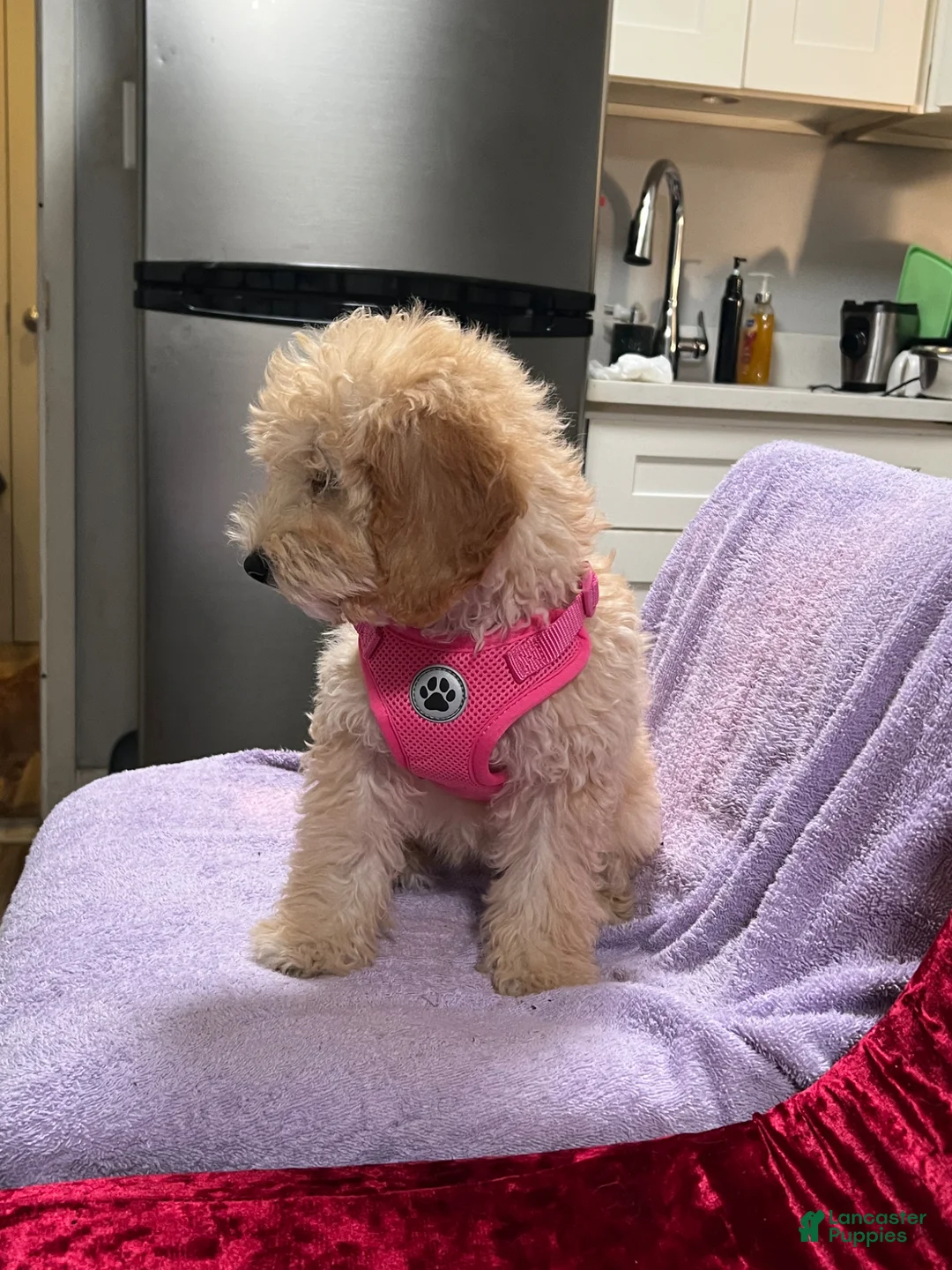 Mini Goldendoodle dogs for sale: Mini Goldendoodle Puppy 3 - Ad 5