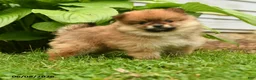 Pomeranian dogs for sale: Harley - Ad 3