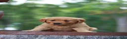 Golden Retriever dogs for sale: Bella - Ad 4