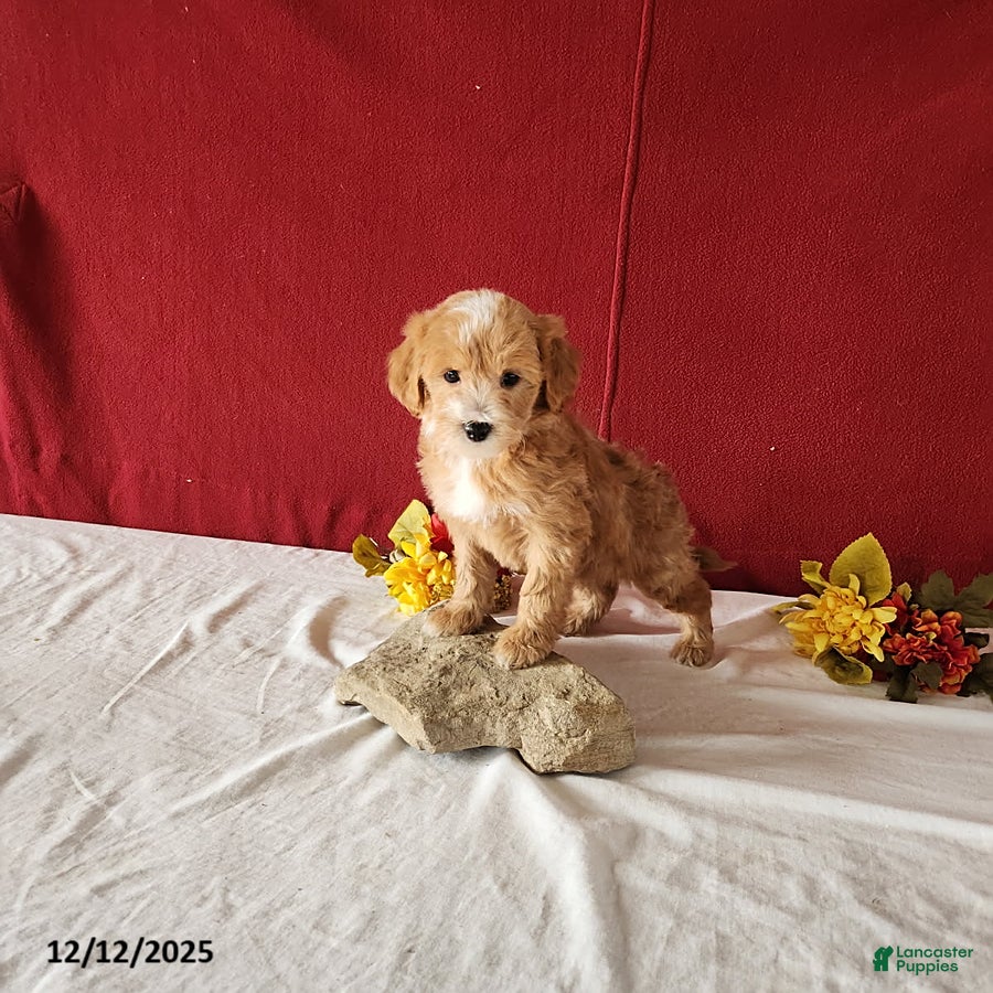Mini Goldendoodle dogs Ryan - Ad 14