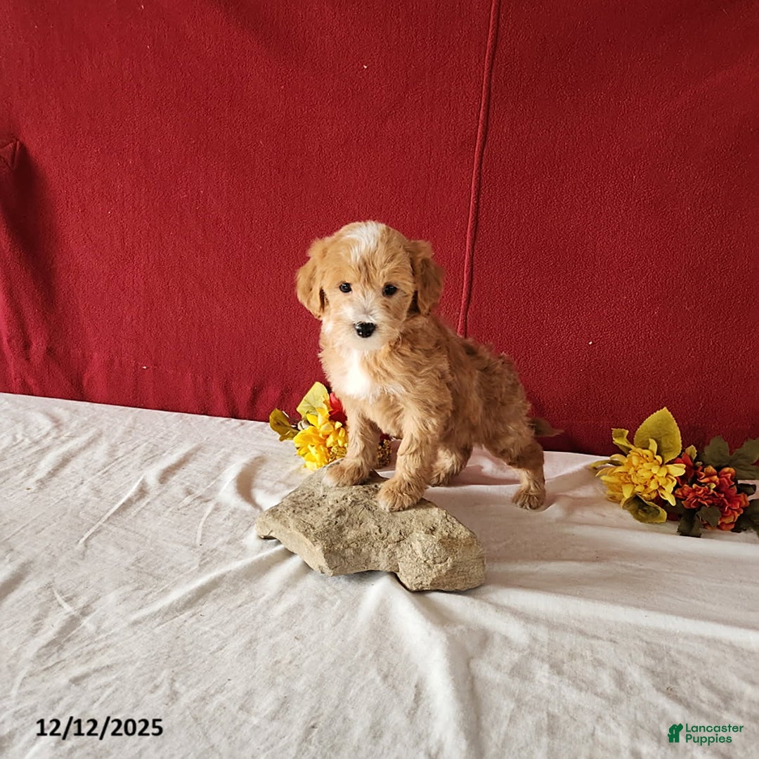 Mini Goldendoodle dogs for sale: Ryan - Ad 1