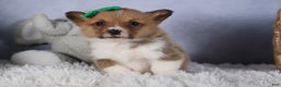 Welsh Corgi Pembroke dogs for sale: REX - Ad 10