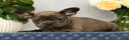 French Bulldog dogs for sale: Parker - Ad 5