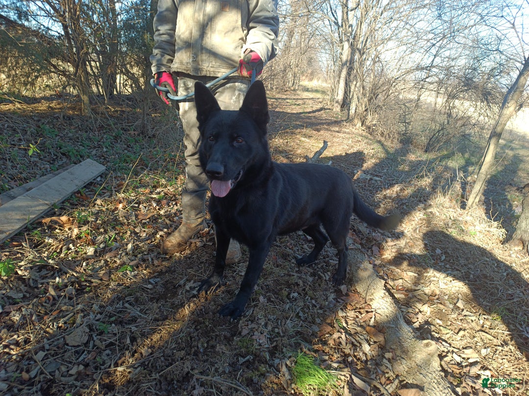 German Shepherd dogs for sale: German Shepherd Puppy 1 - Ad 11