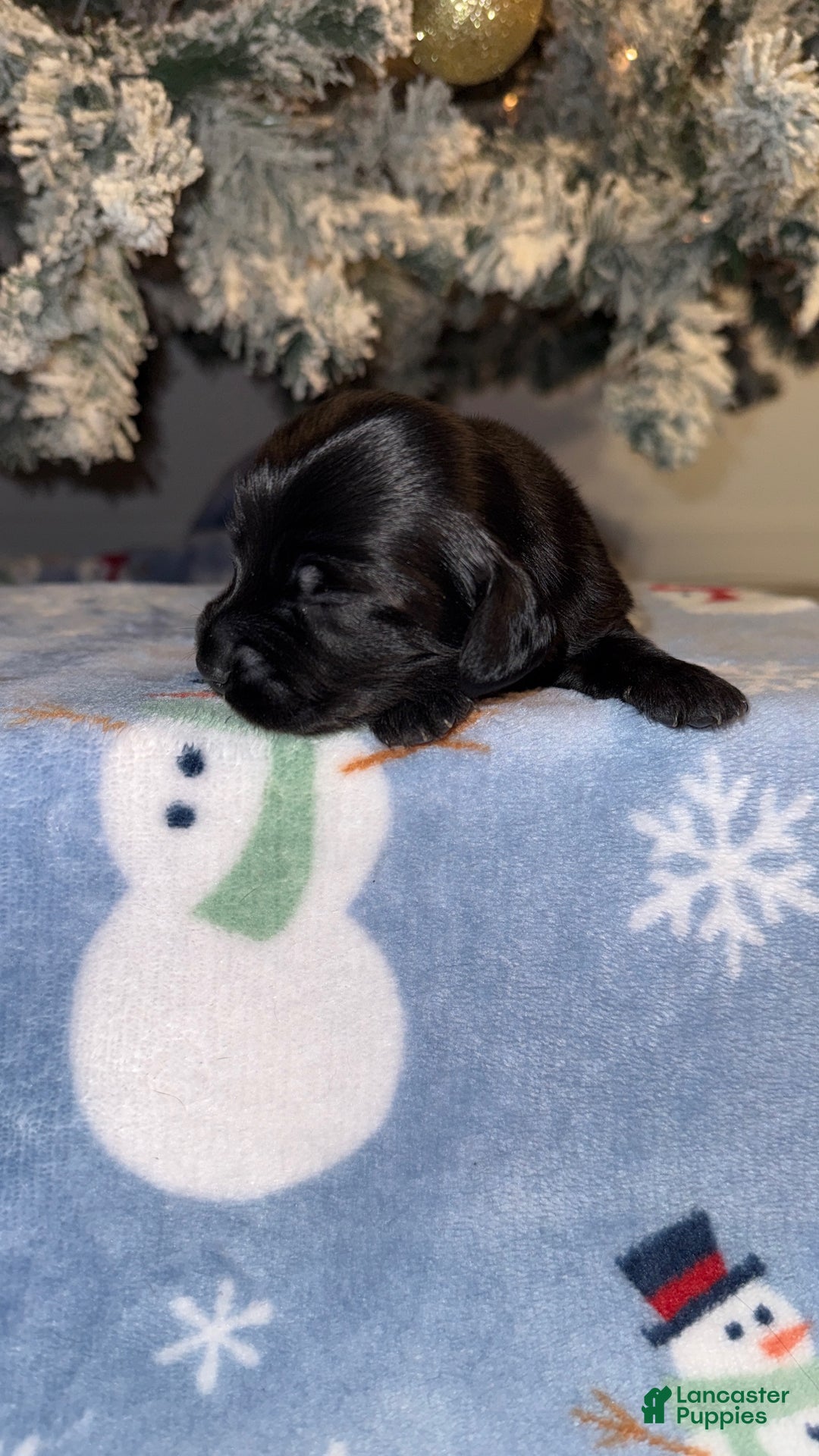 Miniature Dachshund dogs for sale: Lucas - Ad 8