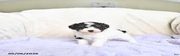 Toy Poodle dogs for sale: Brooklyn - Ad 1