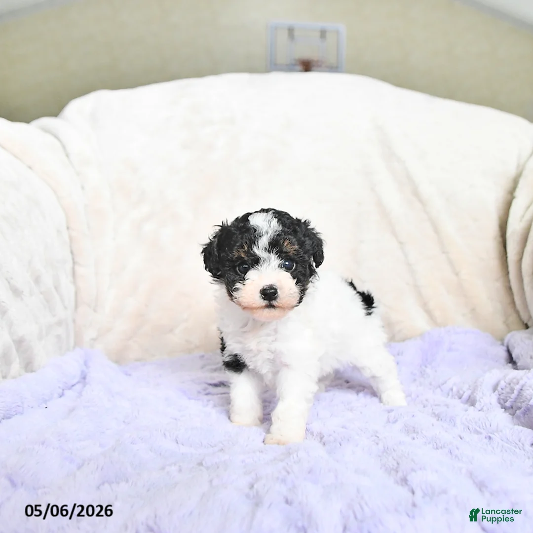 Toy Poodle dogs for sale: Brooklyn - Ad 1