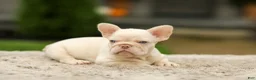French Bulldog dogs for sale: Ace - Platinum - Ad 9