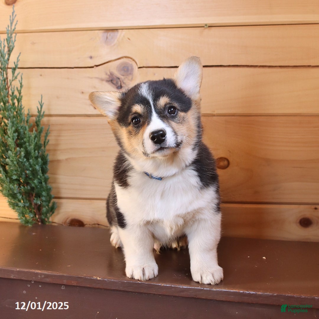 Welsh Corgi Pembroke dogs for sale: Scout - Ad 1