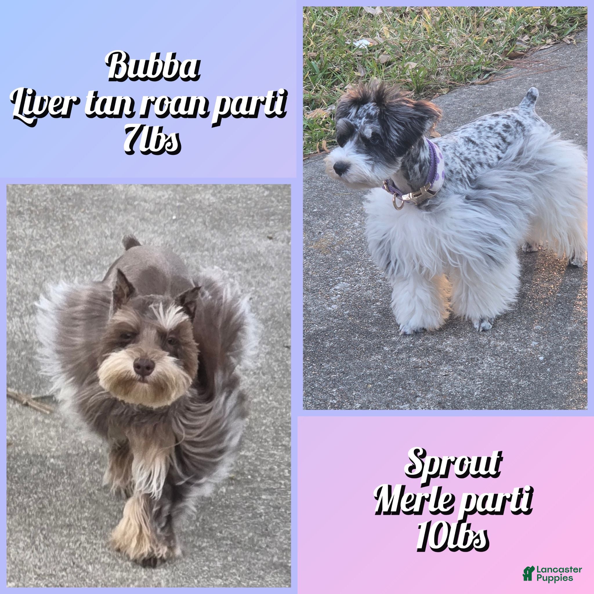 Miniature Schnauzer dogs Thumper - Ad 2