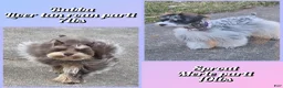 Miniature Schnauzer dogs for sale: Faline - Ad 2