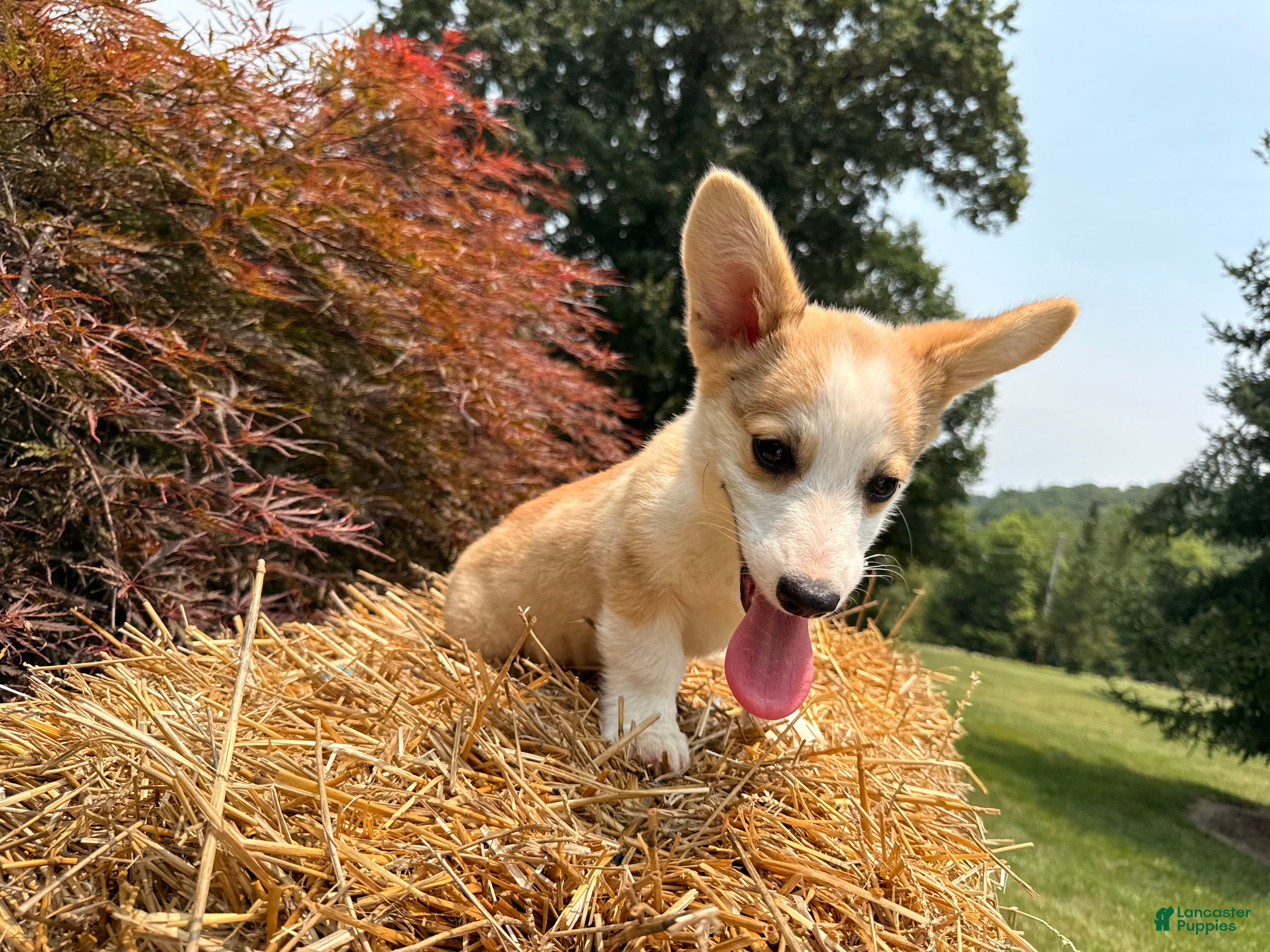 Welsh Corgi Pembroke dogs DEXER - Ad 2