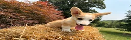 Welsh Corgi Pembroke dogs for sale: DEXER - Ad 2