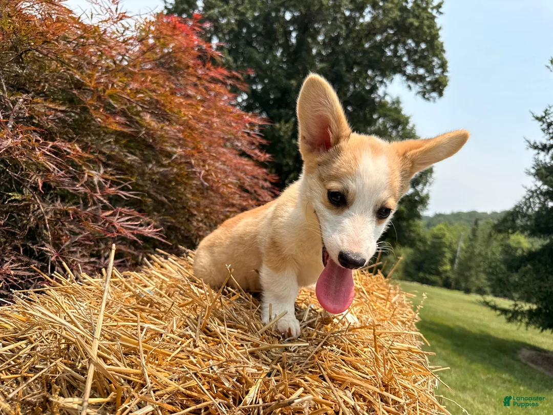 Welsh Corgi Pembroke dogs for sale: DEXER - Ad 2