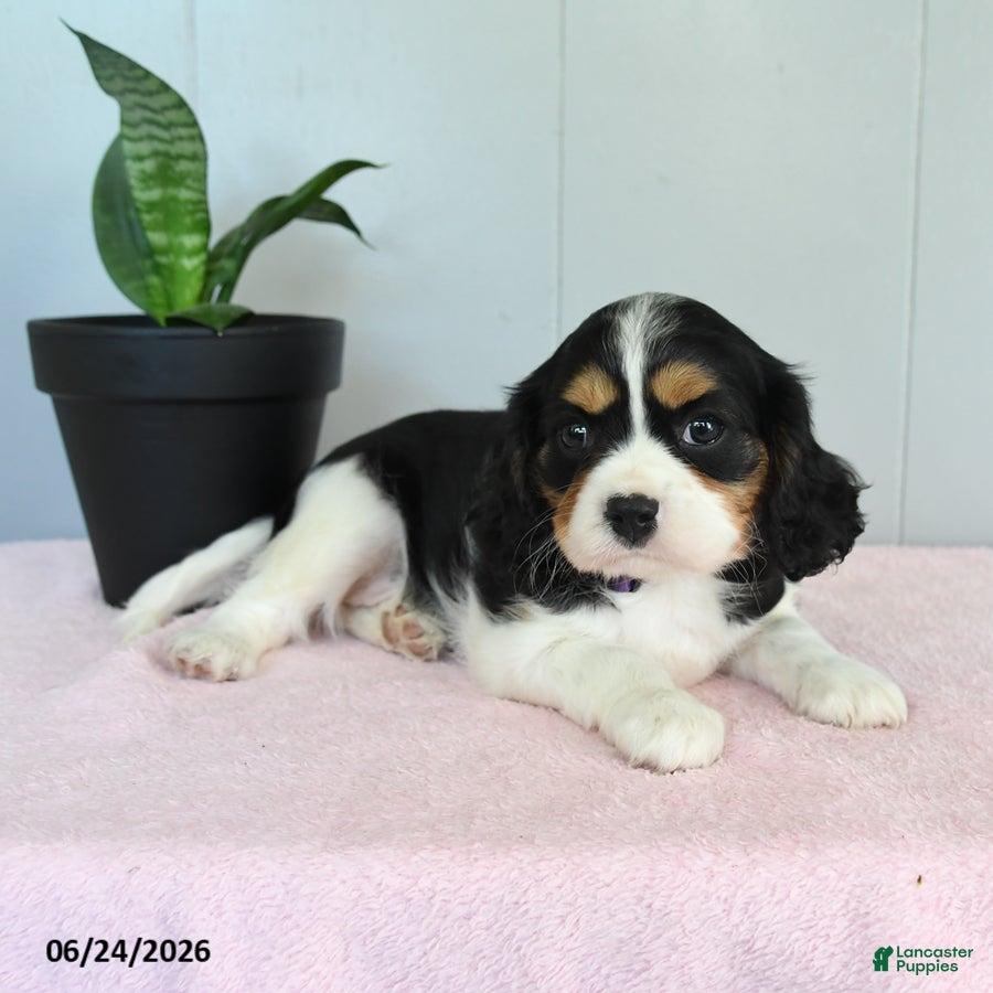 Cavalier King Charles Spaniel dogs Sunlight - Ad 1