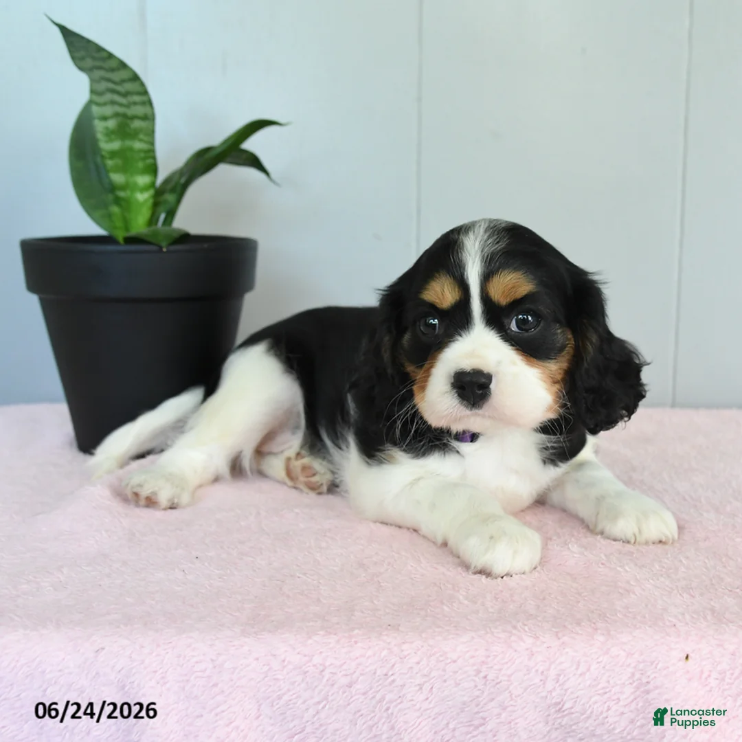 Cavalier King Charles Spaniel dogs for sale: Sunlight - Ad 1