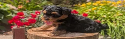 Yorkiepoo dogs for sale: Zane - Ad 5
