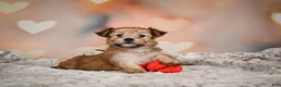 Morkie dogs for sale: Tilly - Ad 6