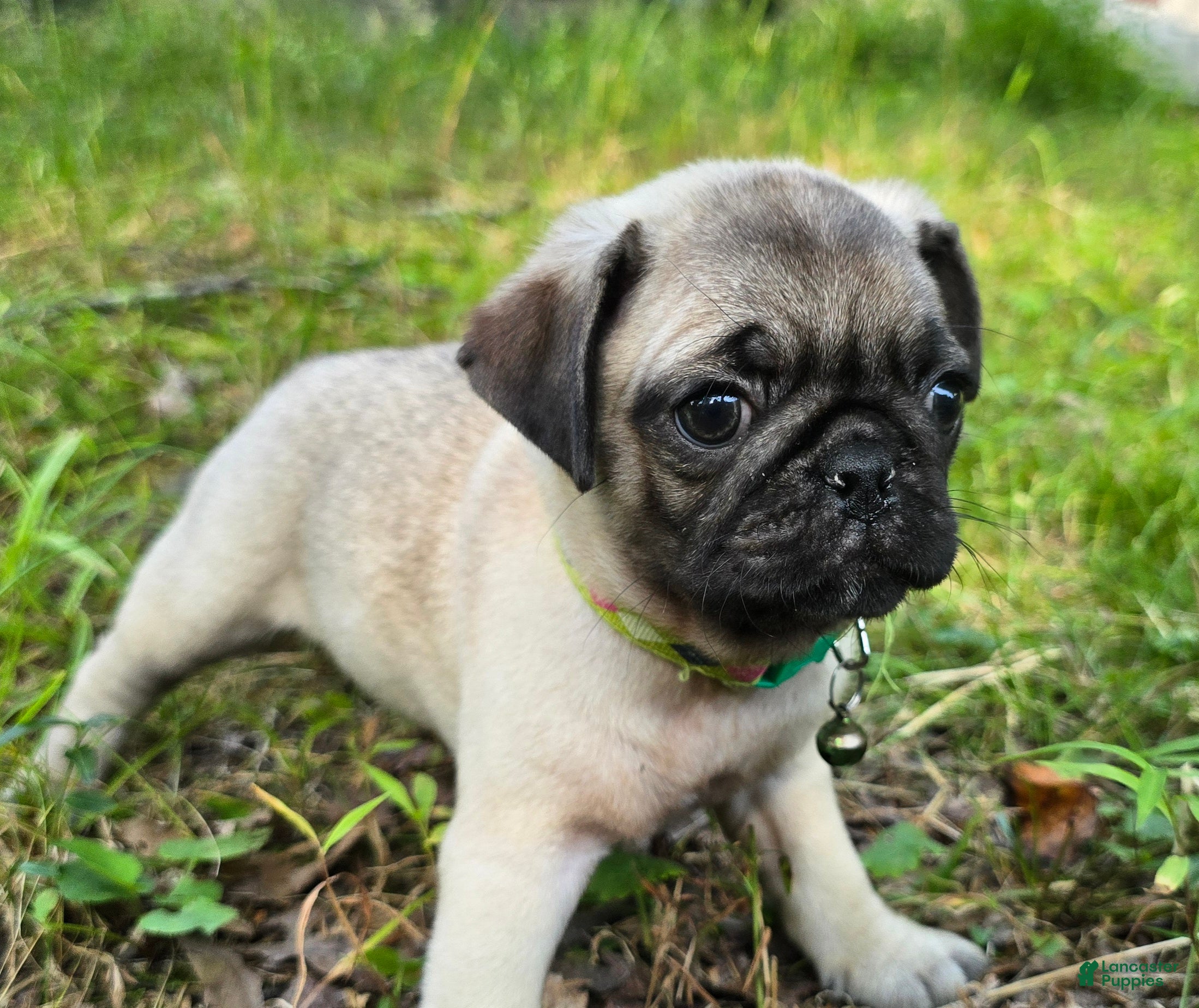 Pug dogs Luke - Ad 2