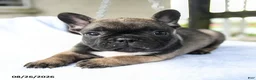 French Bulldog dogs for sale: Koa  - Ad 4
