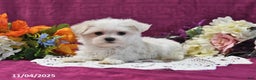 Maltese dogs for sale: Spencer - Ad 4