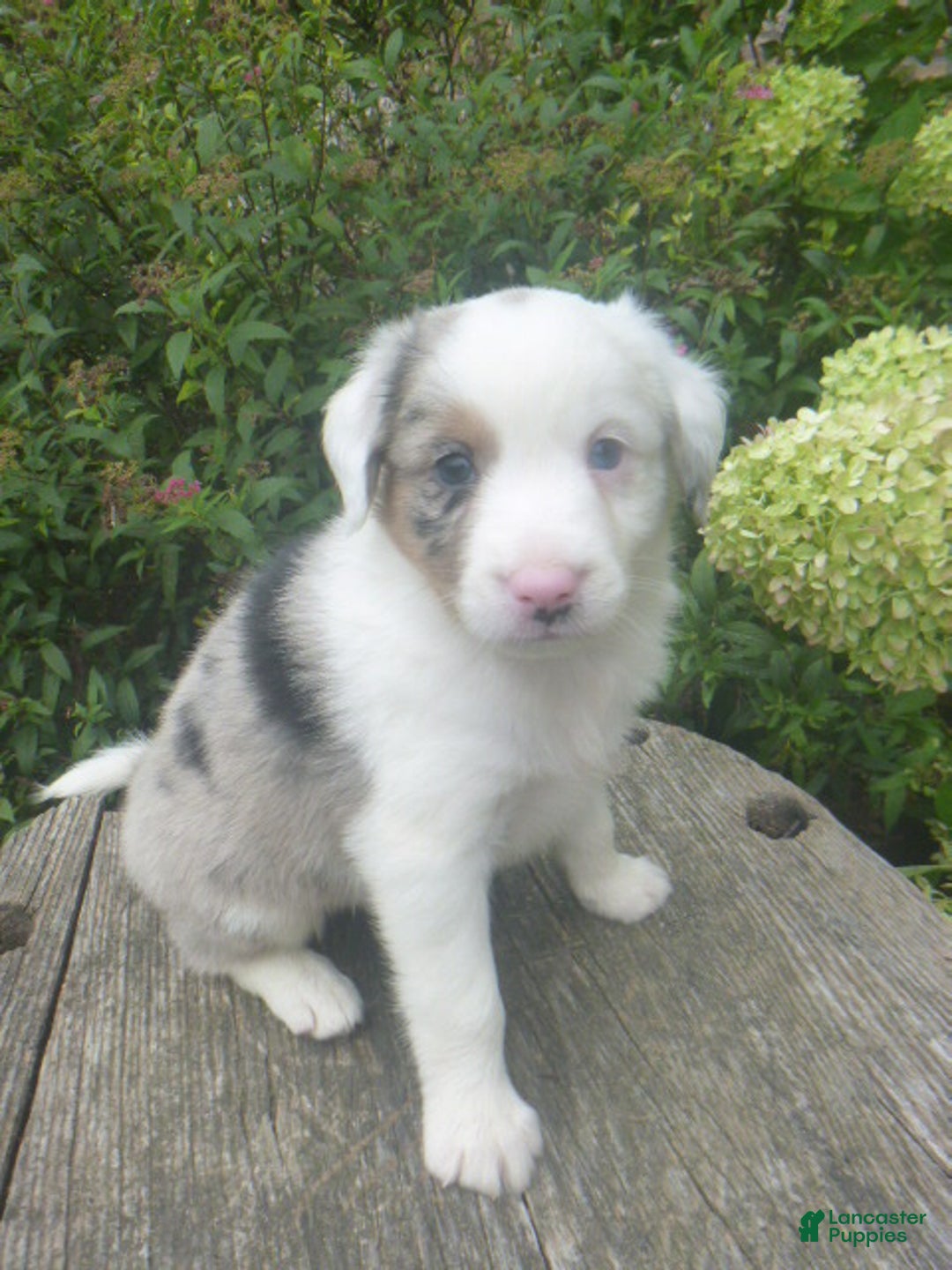 Lilac Tri Aussie Puppies Miniature Australian Shepherd Litter Of