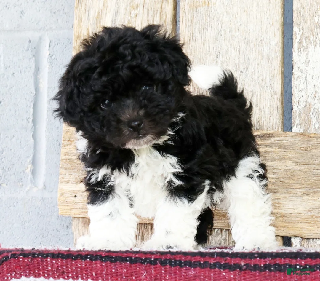 Havanese dogs for sale: Bethany - Ad 2