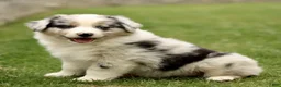 Australian Shepherd dogs for sale: Sabre  - Ad 2