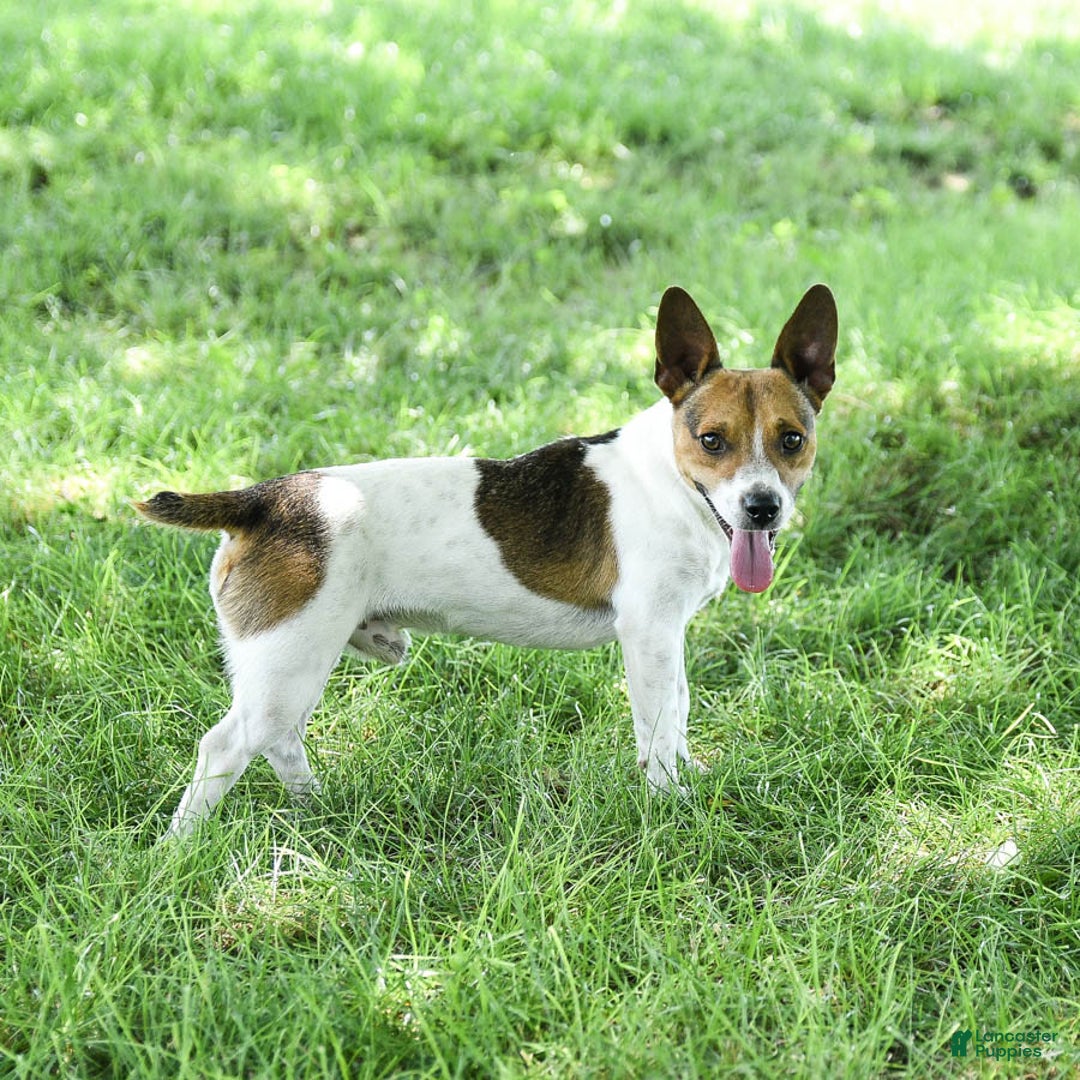 Jack Russell Terrier dogs for sale: Rover  - Ad 7