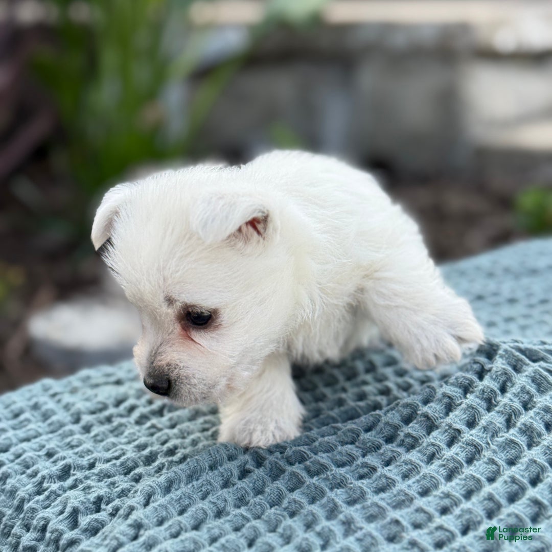 West Highland Terrier dogs for sale: Fancy - Ad 29