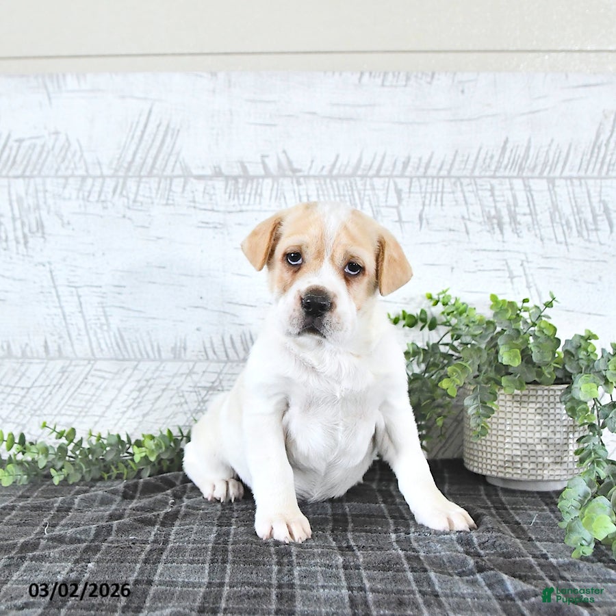 Mini Hippo dogs Mitchell - Ad 2